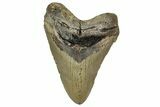 Fossil Megalodon Tooth - North Carolina #328424-1